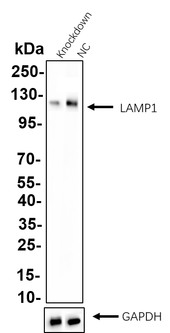 Recombinant LAMP1/CD107a Monoclonal Antibody - 3