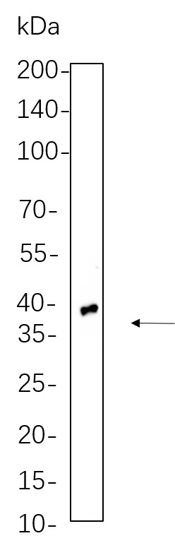 Recombinant TTF1 Monoclonal Antibody-searchlist-1