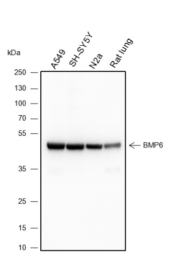 Recombinant BMP6 Monoclonal Antibody-searchlist-1