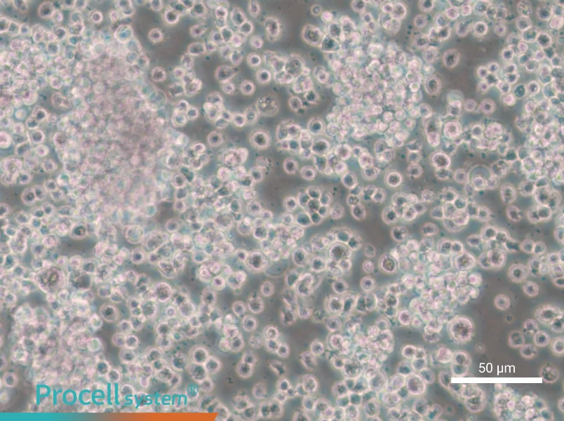 CTLL-2 - 6