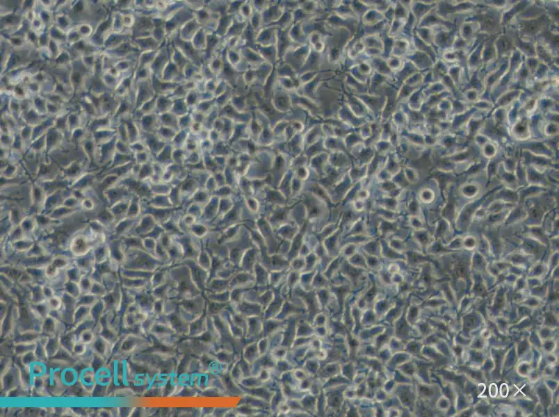 B16-F1 Cell Complete Medium - 6