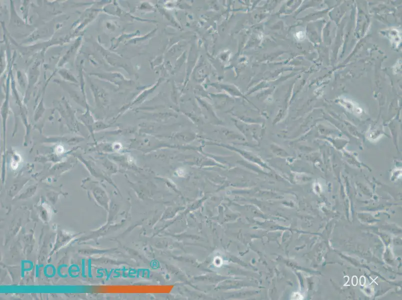 THLE-2 Cell Complete Medium - small - 6