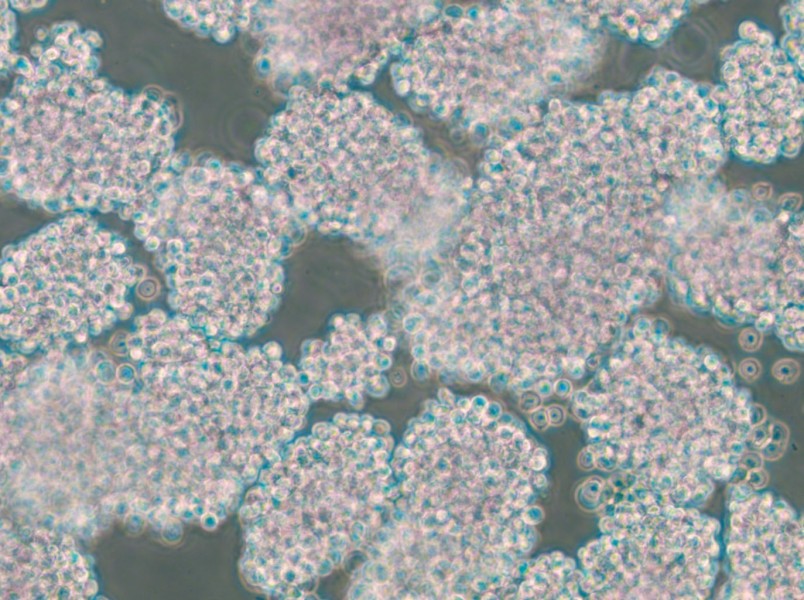 HuT 102 Cell Complete Medium - 4