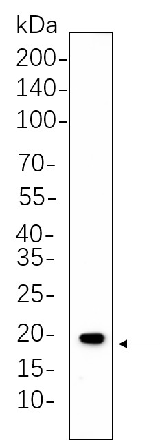 Recombinant Caveolin-1 Monoclonal Antibody-searchlist-1