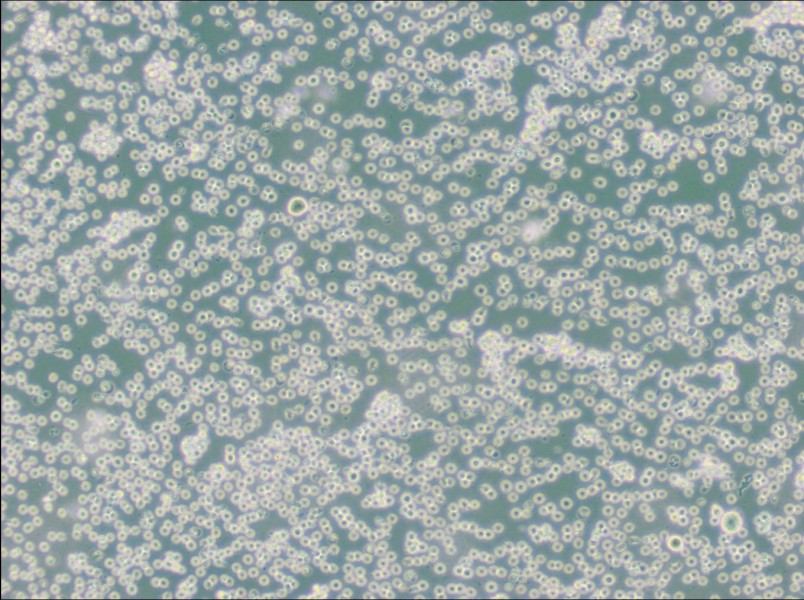 JM Cell Complete MediumJM Cell Complete Medium - 2