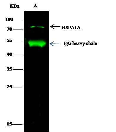 Recombinant HSP70/HSPA1A Monoclonal Antibody - small - 6