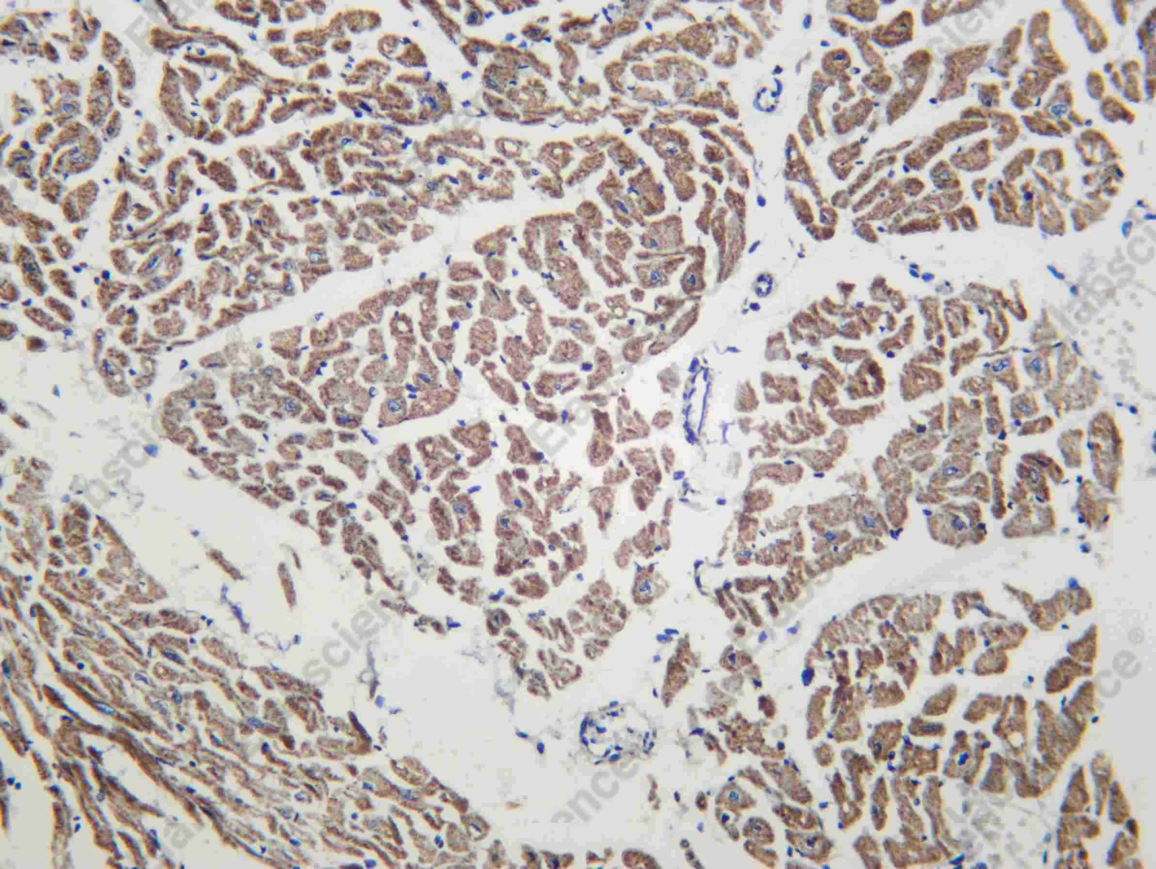 Recombinant FXN Monoclonal Antibody - 1