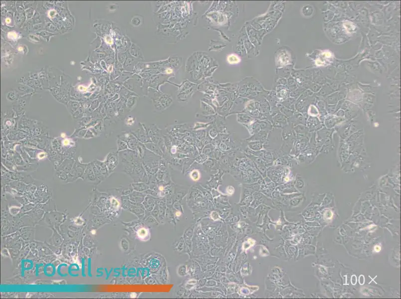 HT-1376 Cell Complete Medium - 2