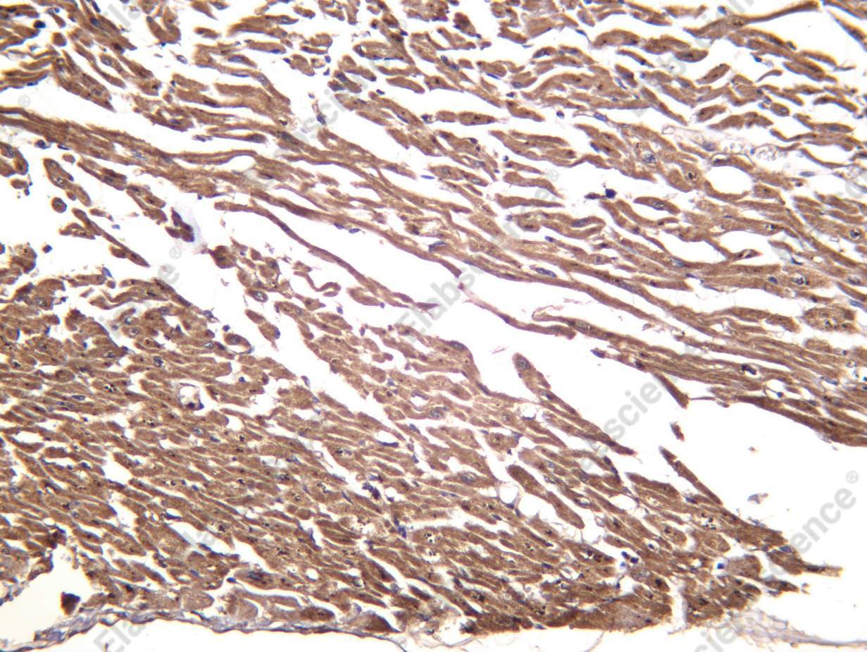 Recombinant alpha 1a Adrenergic Receptor Monoclonal Antibody - 1