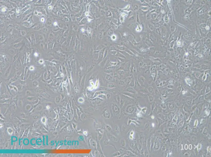 LX-2 Cell Complete Medium - 1