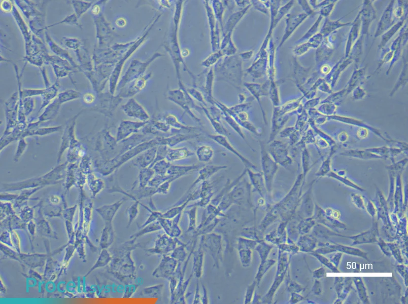 Rat Embryonic Fibroblasts - 5