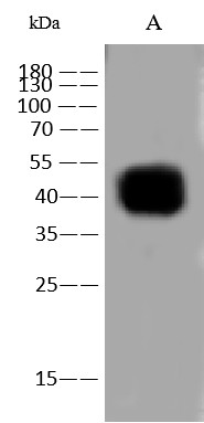 Recombinant CD47 Monoclonal Antibody-searchlist-1