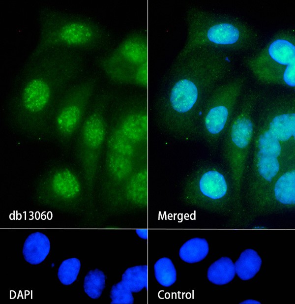 Recombinant ARL2BP/BART1 Monoclonal Antibody - 2