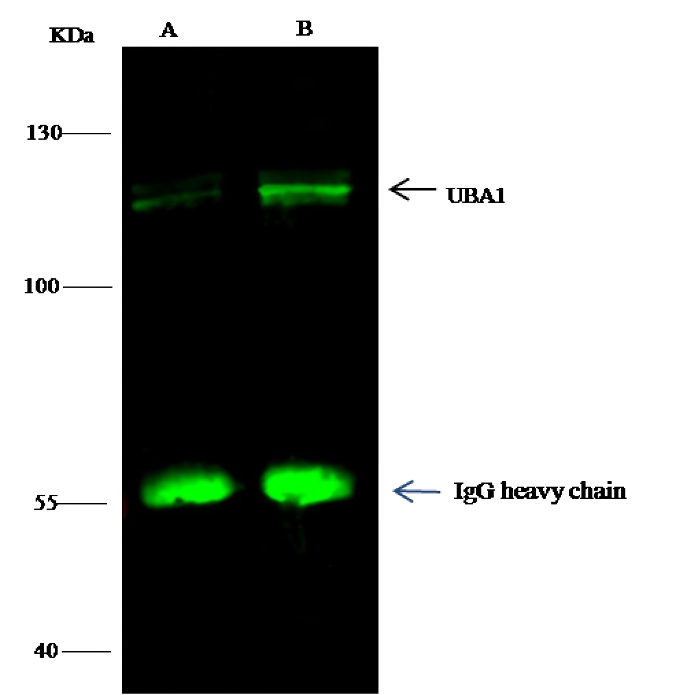 UBE1/UBA1 Monoclonal Antibody - 1