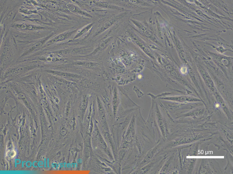 A7r5 Cell Complete Medium - small - 4