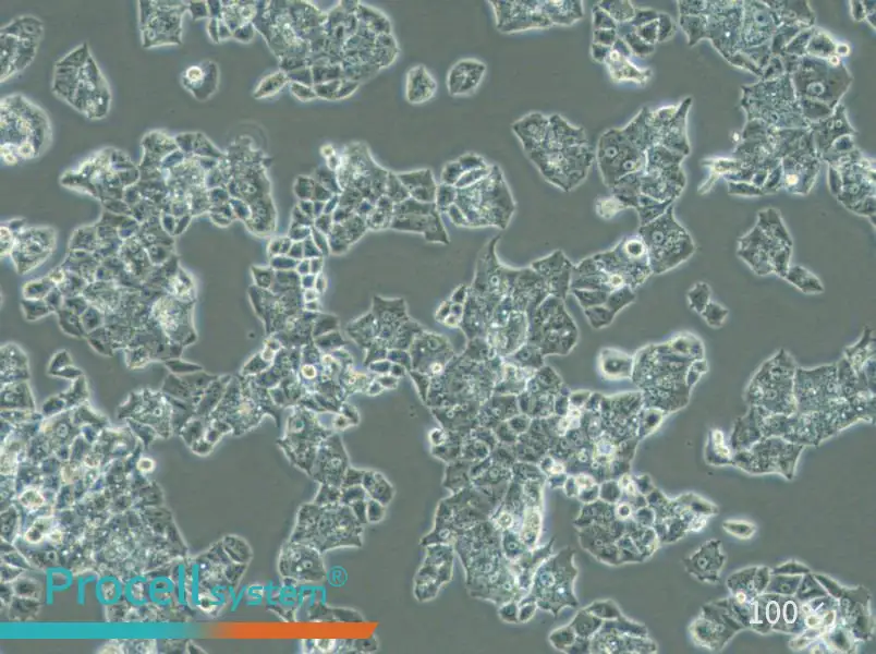 NCI-H1395 Cell Complete MediumNCI-H1395 Cell Complete Medium - 2