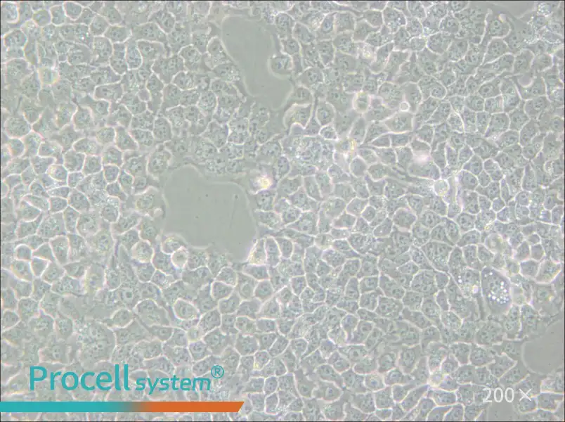 KYSE-510 Cell Complete Medium - 5