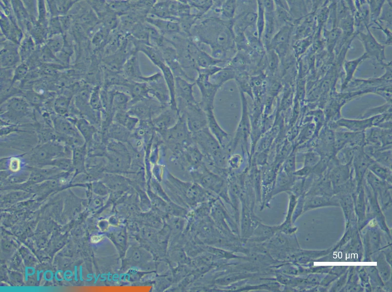 Rat Adipose-derived Mesenchymal Stem Cell Complete Medium - small - 6