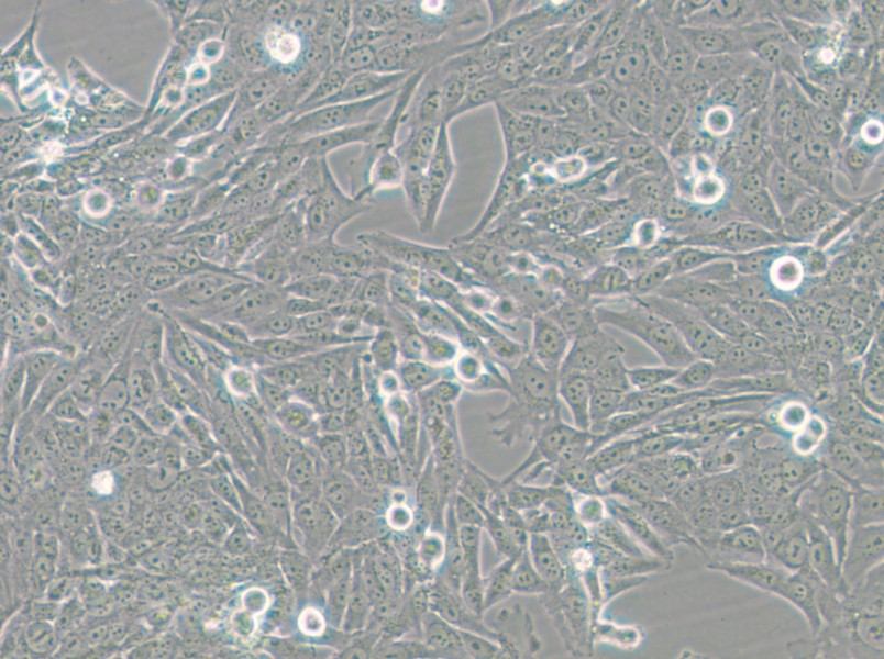 GES-1 Cell Complete Medium - small - 6