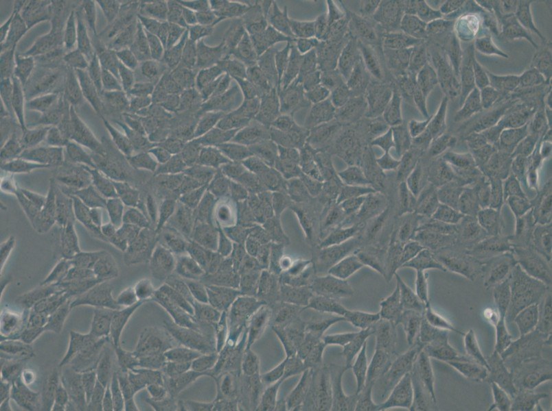 Py230 Cell Complete Medium - 6