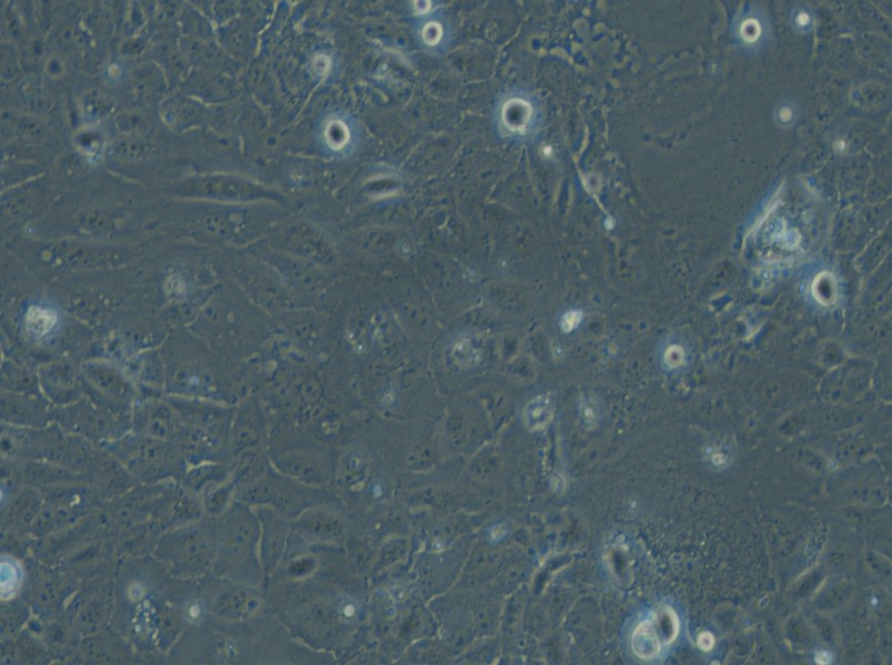 HuCC-T1 Cell Complete Medium - small - 4