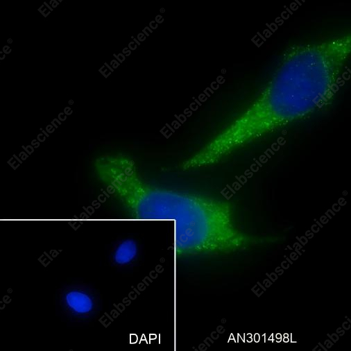 Recombinant Cpn10 Monoclonal Antibody - 4