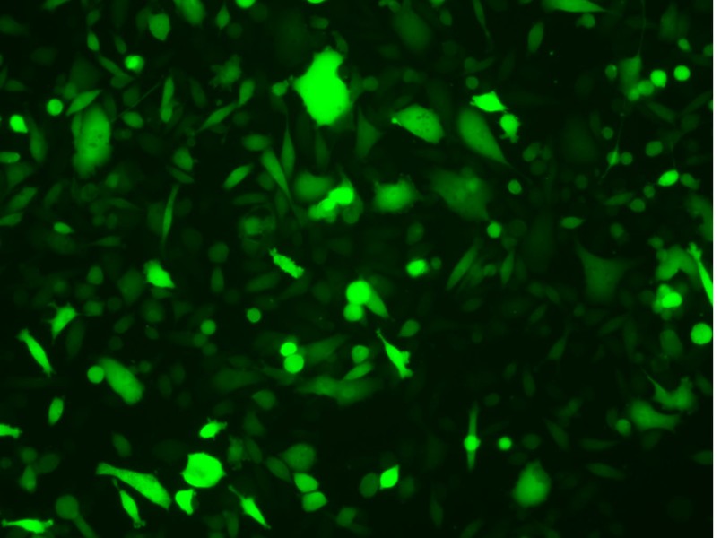 PC-3-LUC-EGFP Cell Complete Medium - 2