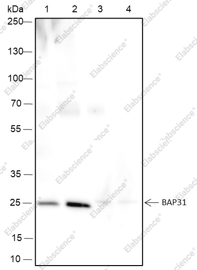 Recombinant BAP31 Monoclonal Antibody - 1