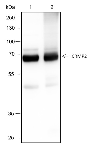 Recombinant CRMP2 Monoclonal Antibody - 2
