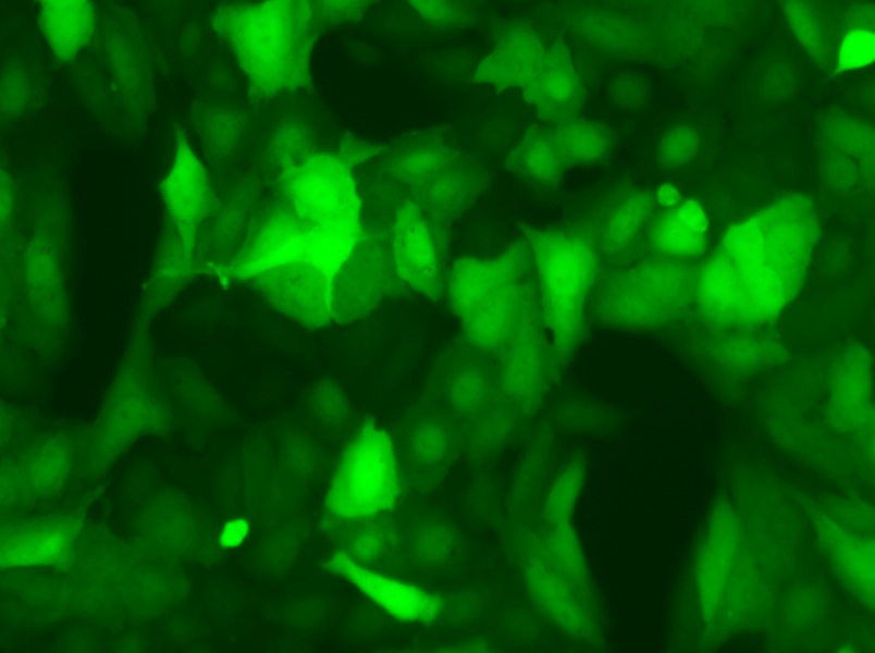 U-2 OS-LUC-EGFP Cell Complete Medium - 5