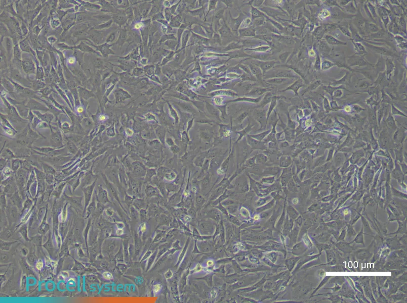 Mouse Oral Mucosal Fibroblast Complete Medium - 3