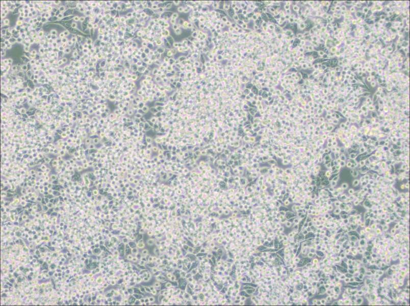 MIA PaCa-2 Cell Complete Medium-searchlist-1