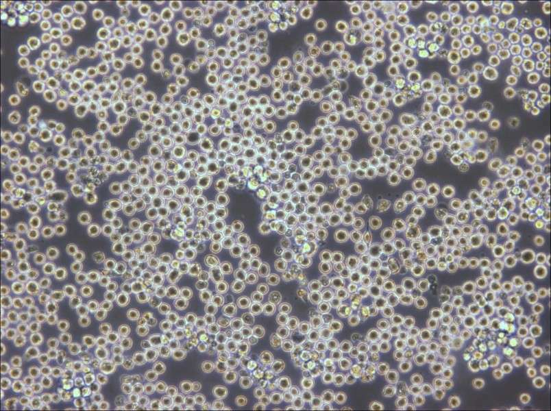 PK136 Cell Complete Medium - small - 6