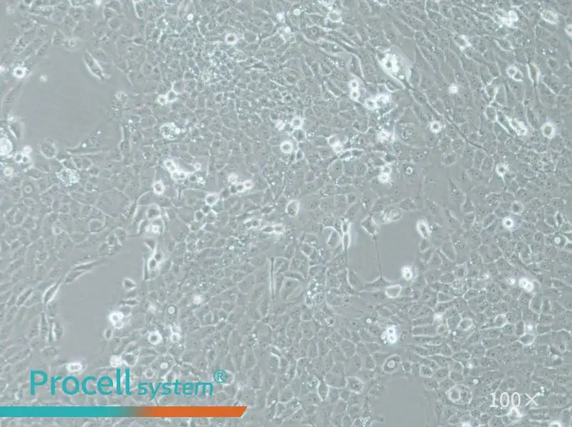 UM-SCC-1 Cell Complete MediumUM-SCC-1 Cell Complete Medium - 3