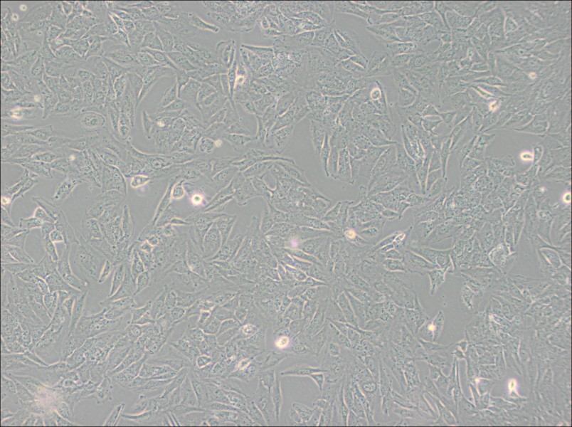 TCCSUP Cell Complete Medium-searchlist-1