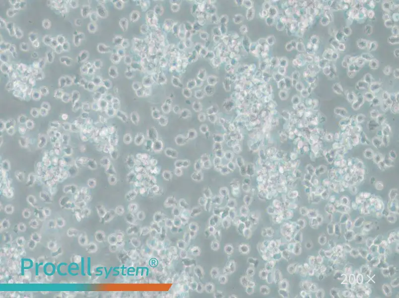 TK6 Cell Complete Medium - 4
