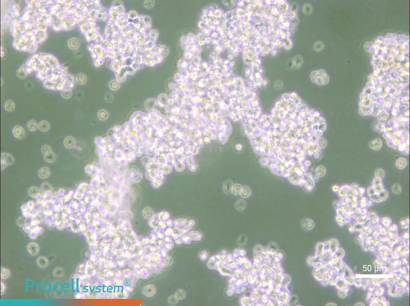 NCI-H69 - 4