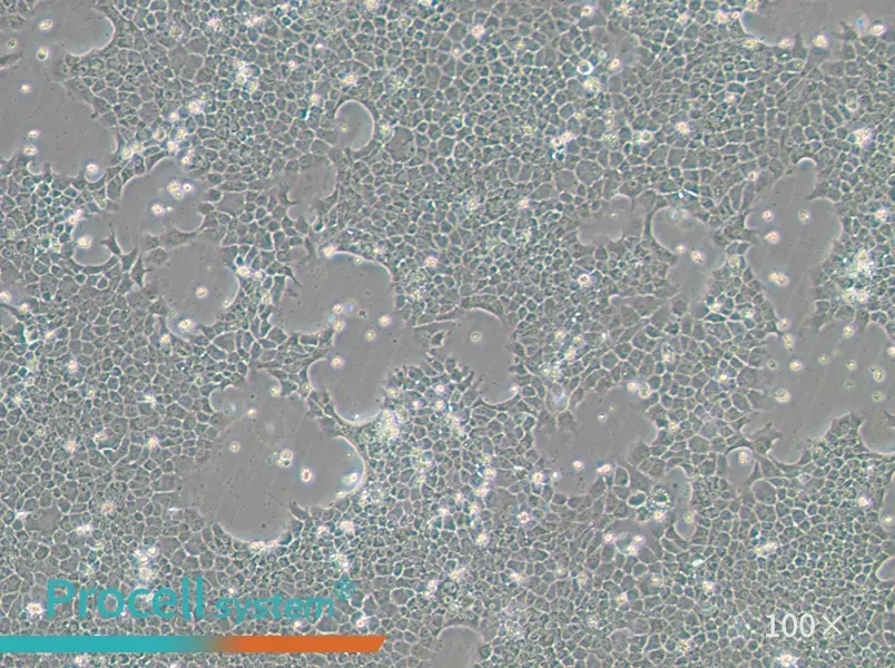 BNL CL.2 Cell Complete Medium - 3