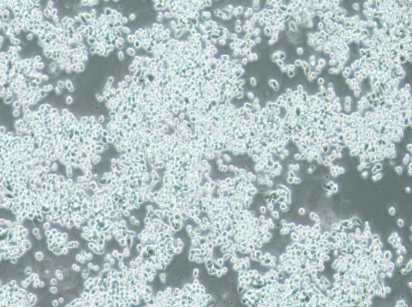 KMS-11 Cell Complete MediumKMS-11 Cell Complete Medium - 2