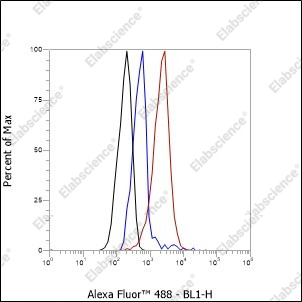 Recombinant WWOX Monoclonal Antibody - 7