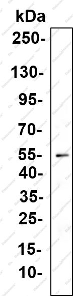 Recombinant Inhibin β-A Monoclonal Antibody - 3