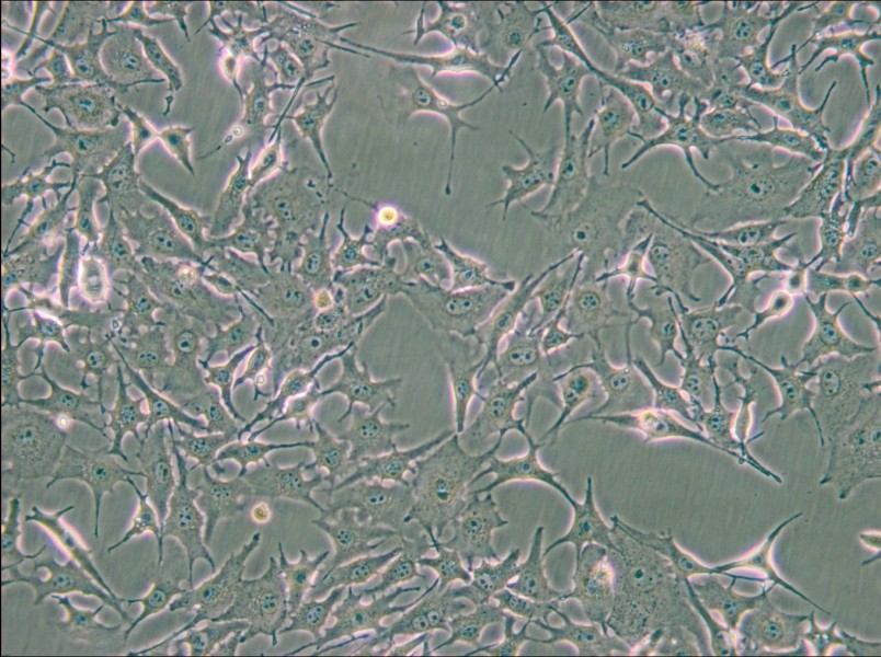 B16-F0 Cell Complete Medium - 5