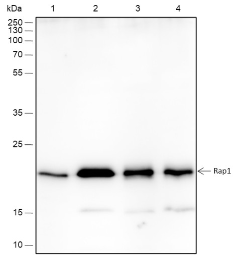 Recombinant RAP1A+RAP1B Monoclonal Antibody-searchlist-1