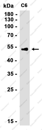 Recombinant Smad2 Monoclonal Antibody - 2