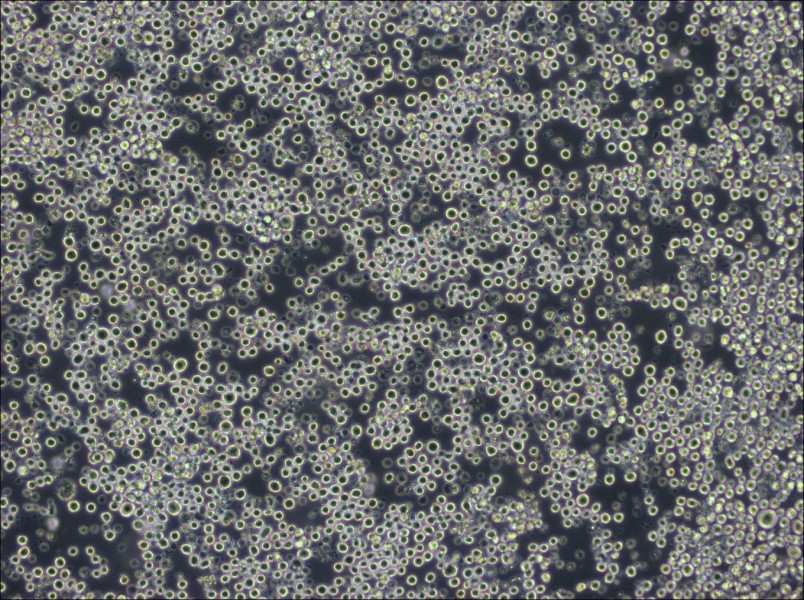 W6/32 Cell Complete MediumW6/32 Cell Complete Medium - 2