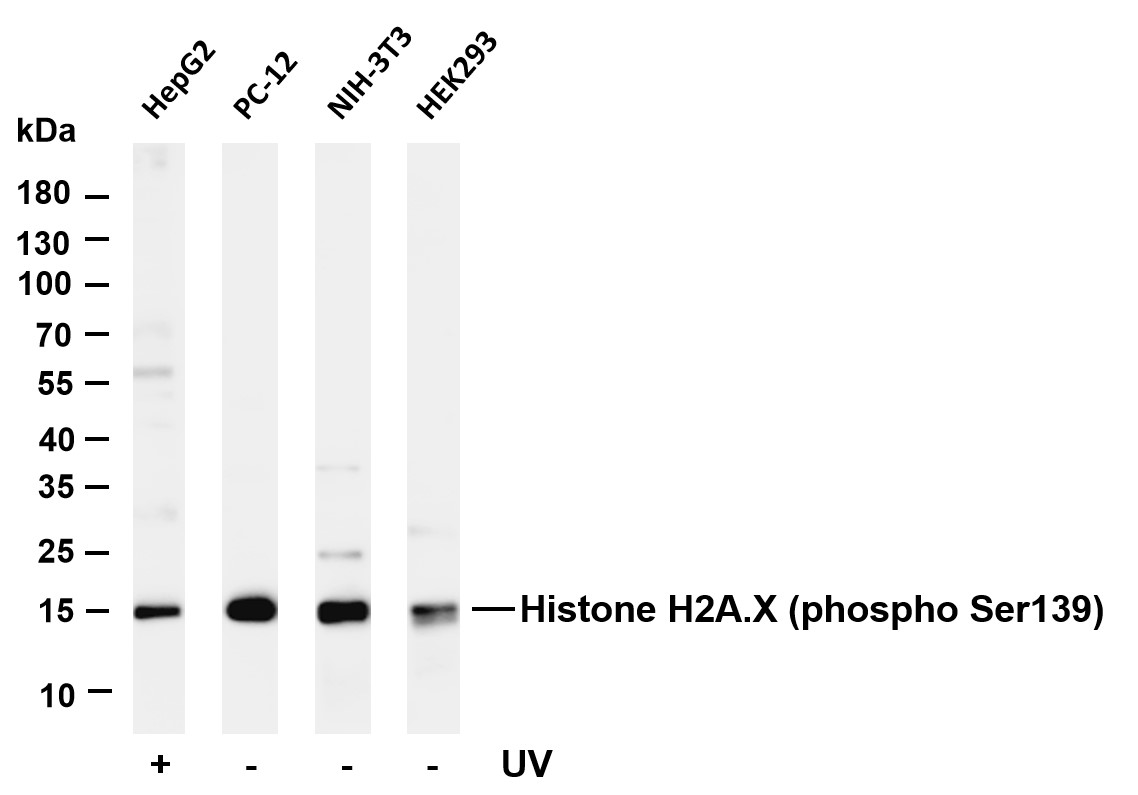 Recombinant Phospho-Histone H2A.X (Ser139) Monoclonal Antibody - small - 4