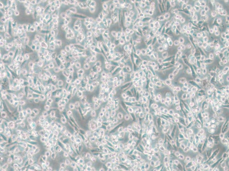 ARD Cell Complete Medium - small - 5