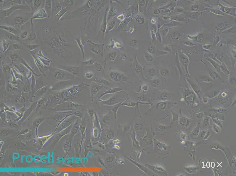 KMRC-1 Cell Complete MediumKMRC-1 Cell Complete Medium - 2