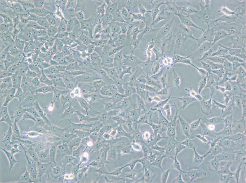 Mv.1.Lu [NBL-7] Cell Complete Medium - small - 5