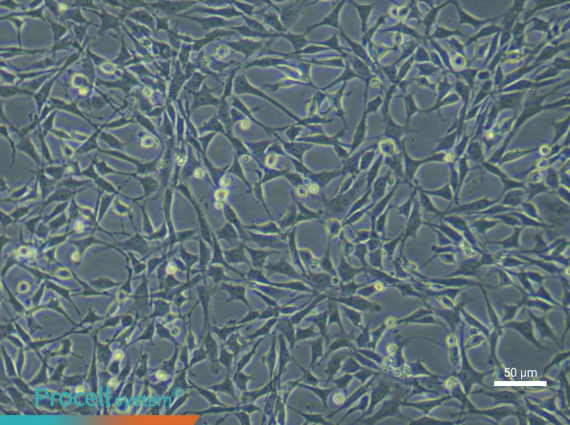 Rat Bone Marrow Mesenchymal Stem (Primary cell immortalization) Cell Complete Medium - 6